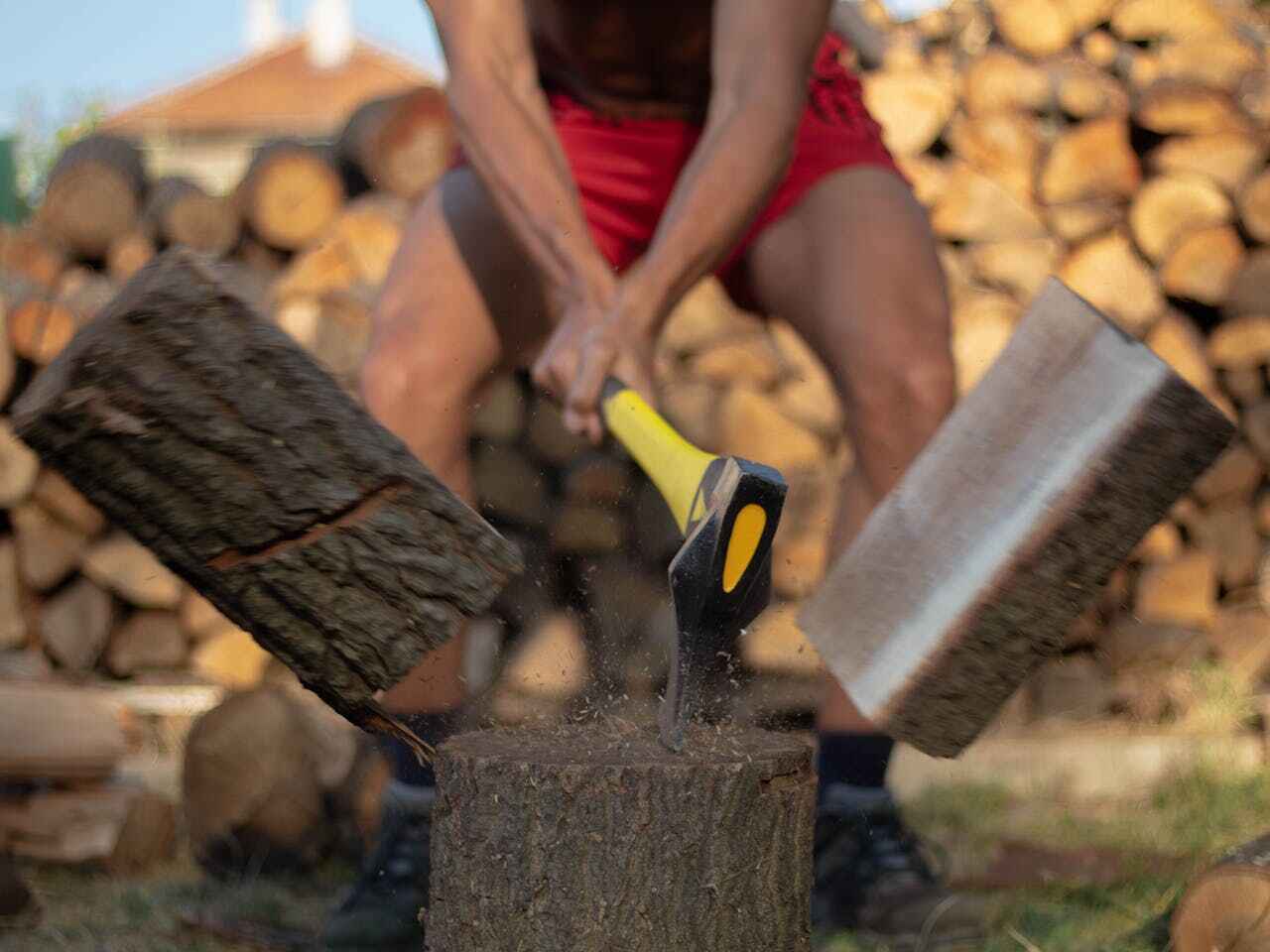 Palm Tree Trimming in Wyandotte, MI